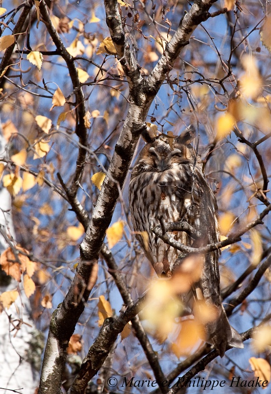 Moyen duc 8050_wm.jpg - Hibou Moyen-Duc (Choulex, Genève, Suisse, novembre 2008)